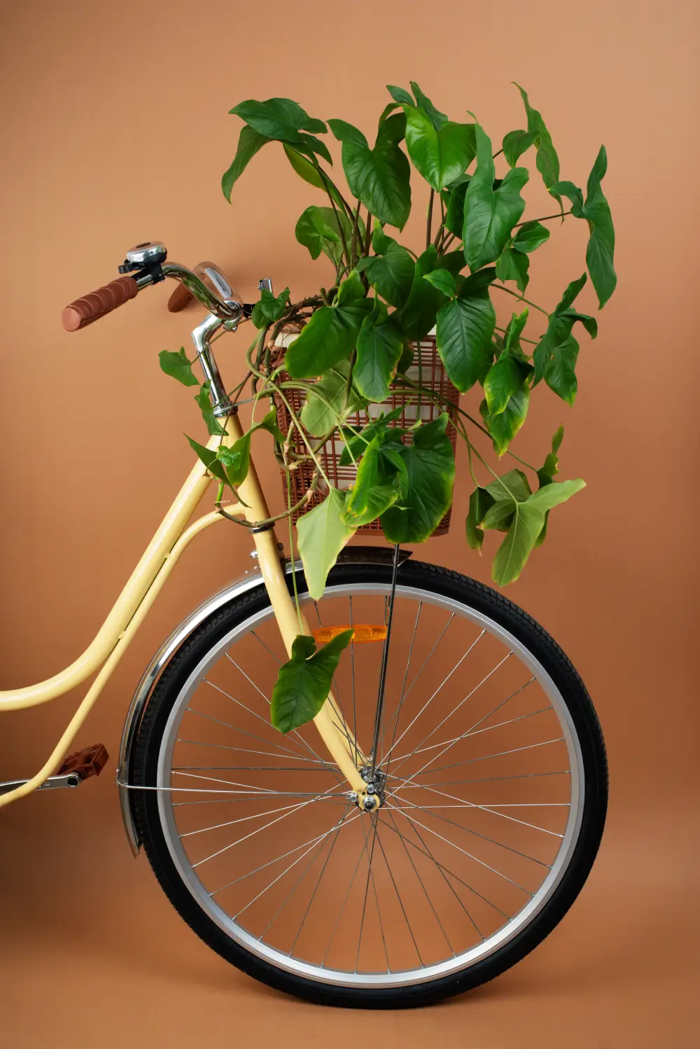 still life bicycle basket